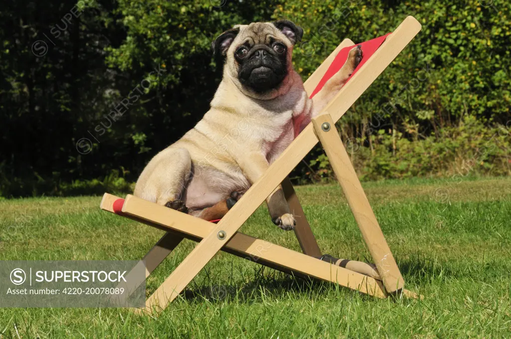 DOG. Pug in a deck chair. Also known as Carlin or Mops.