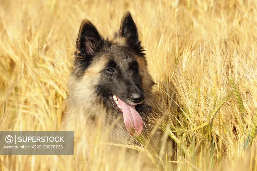 Dog. Tervuren Belgian Shepherd dog in field 
