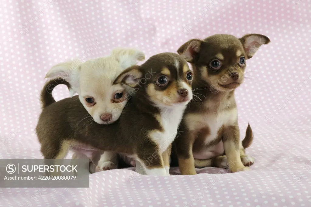 DOG. Chihuahua puppies sitting together 
