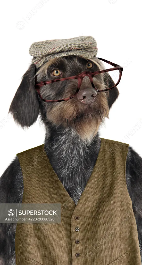 Dog - German Wire-Haired Pointer with hat glasses &amp; waistcoat on. Also known as Deutscher Drahthaariger Vorstehhund                   .