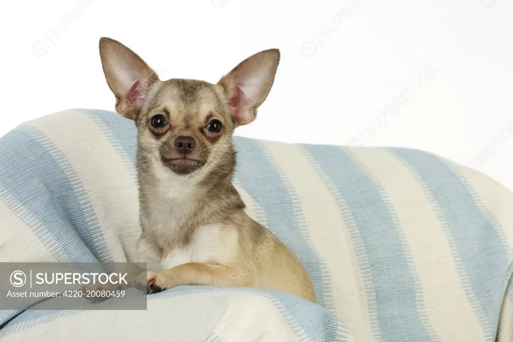 DOG. Chihuahua