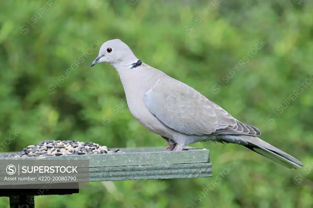 Collared Dove - at feeding table (Streptopelia decaocto)