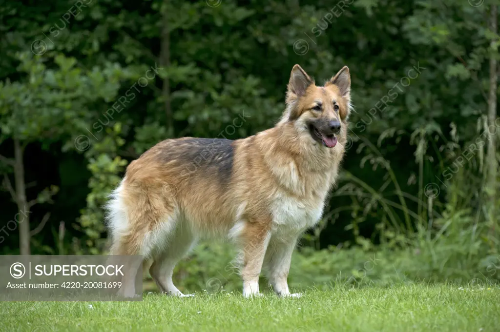 DOG - German shepherd dog standing in garden 