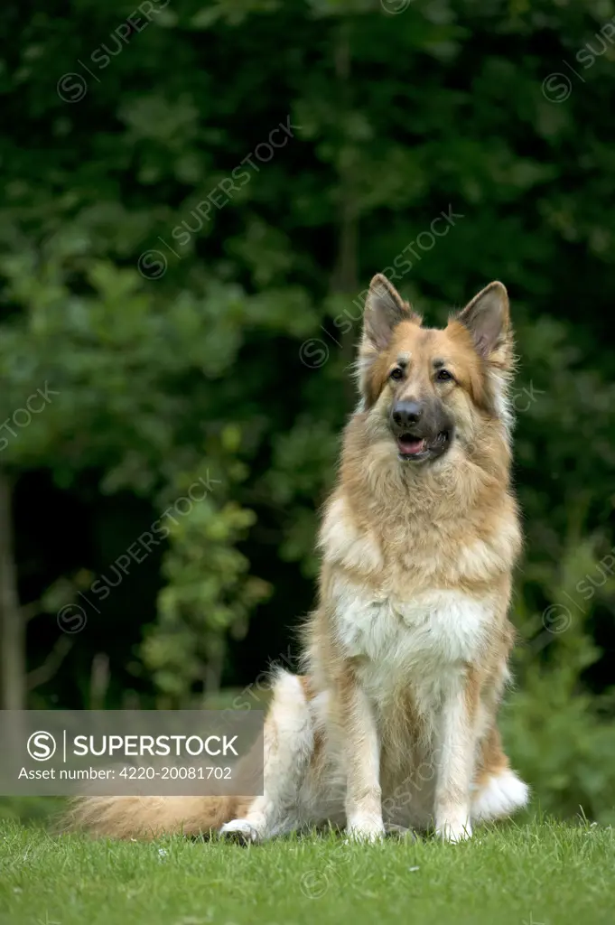 DOG - German shepherd dog sitting in garden 