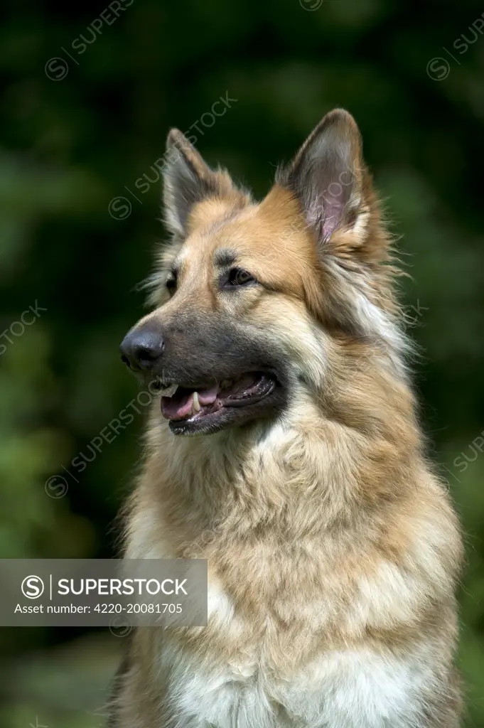 DOG - German shepherd dog (head shot) 