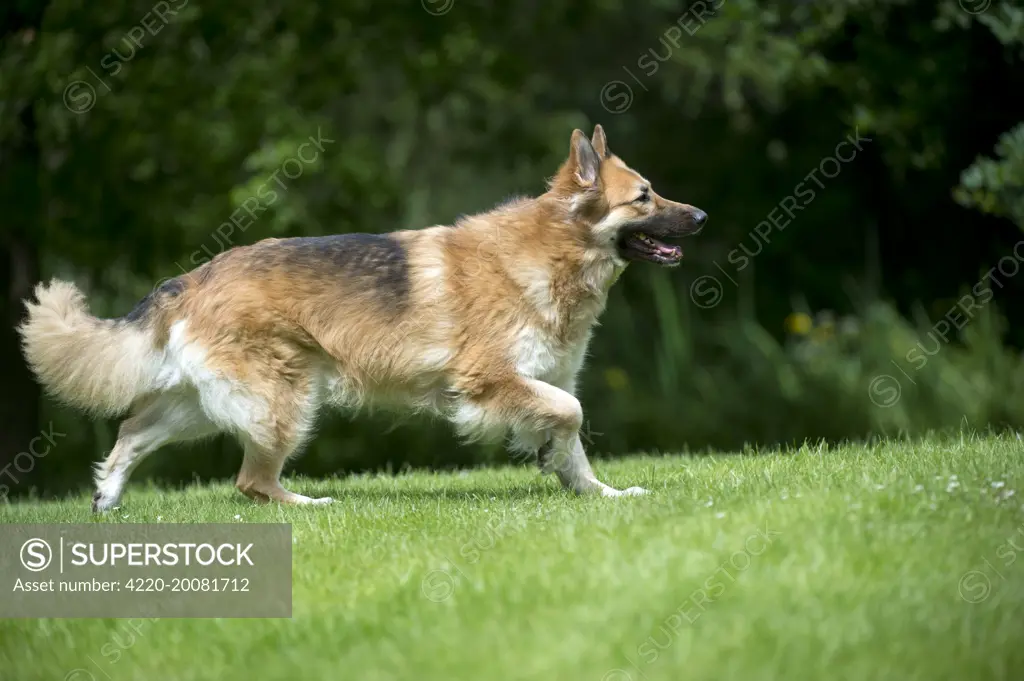 DOG - German shepherd dog - running through garden 