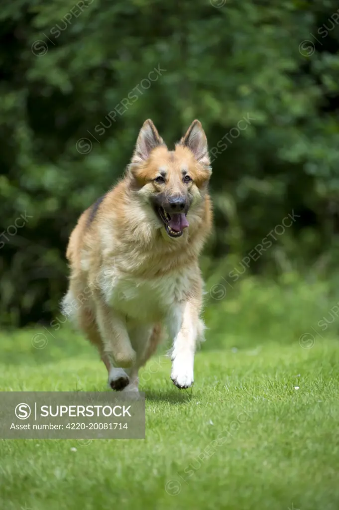 DOG - German shepherd dog - running through garden 