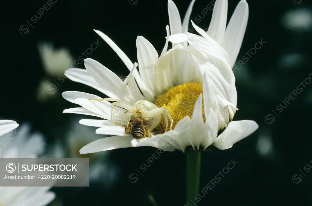 White CRAB SPIDER - catching prey (Misumena vatia). Also known as &#x517;hite death&#x56e;