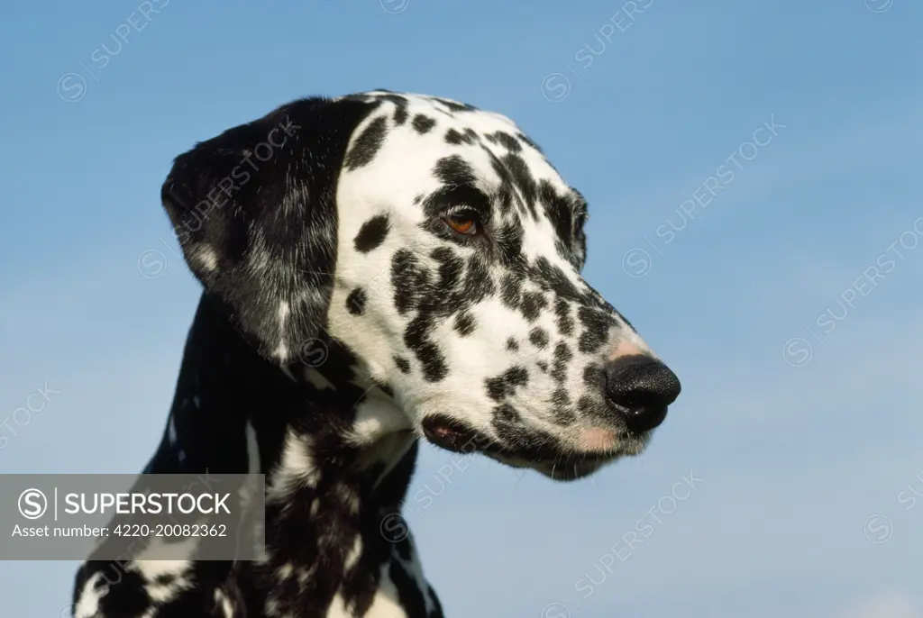 Dalmatian Dog 