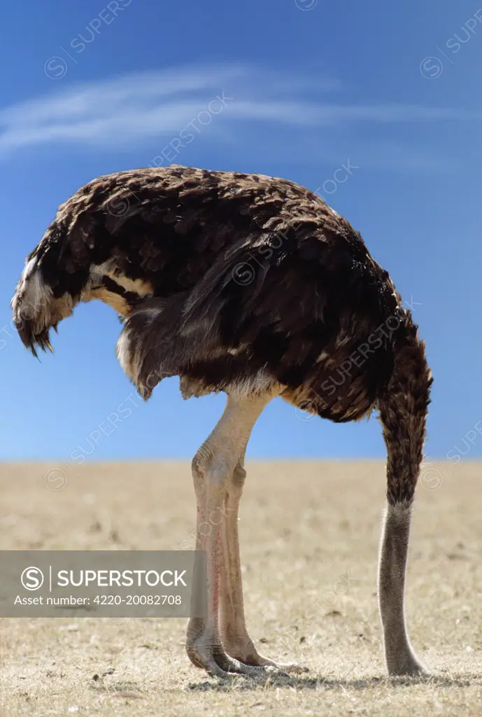 Ostrich - with head in sand (Struthis camelus). Digitally manipulated image - background changed.