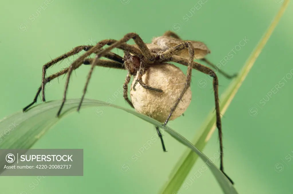 Wolf Spider - Carrying egg sack 