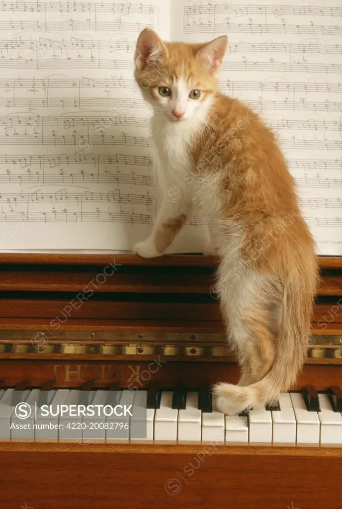 CAT - KITTEN ON PIANO 