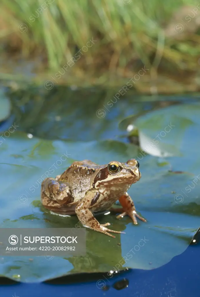 Common Frog    (Rana temporaria)