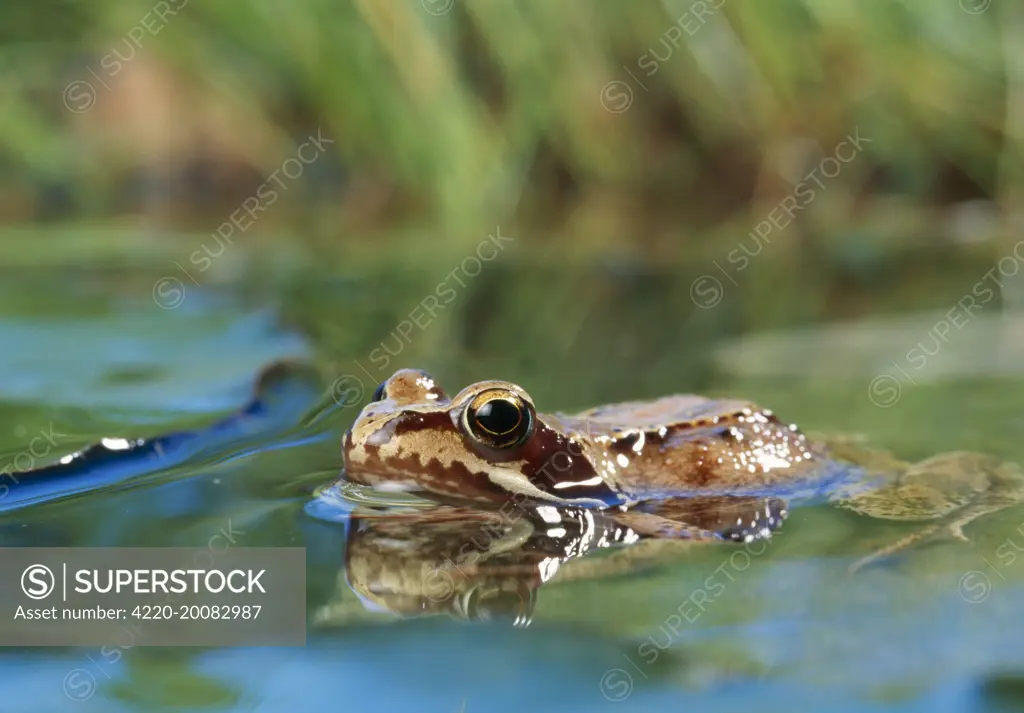 Common Frog - on lily pond 