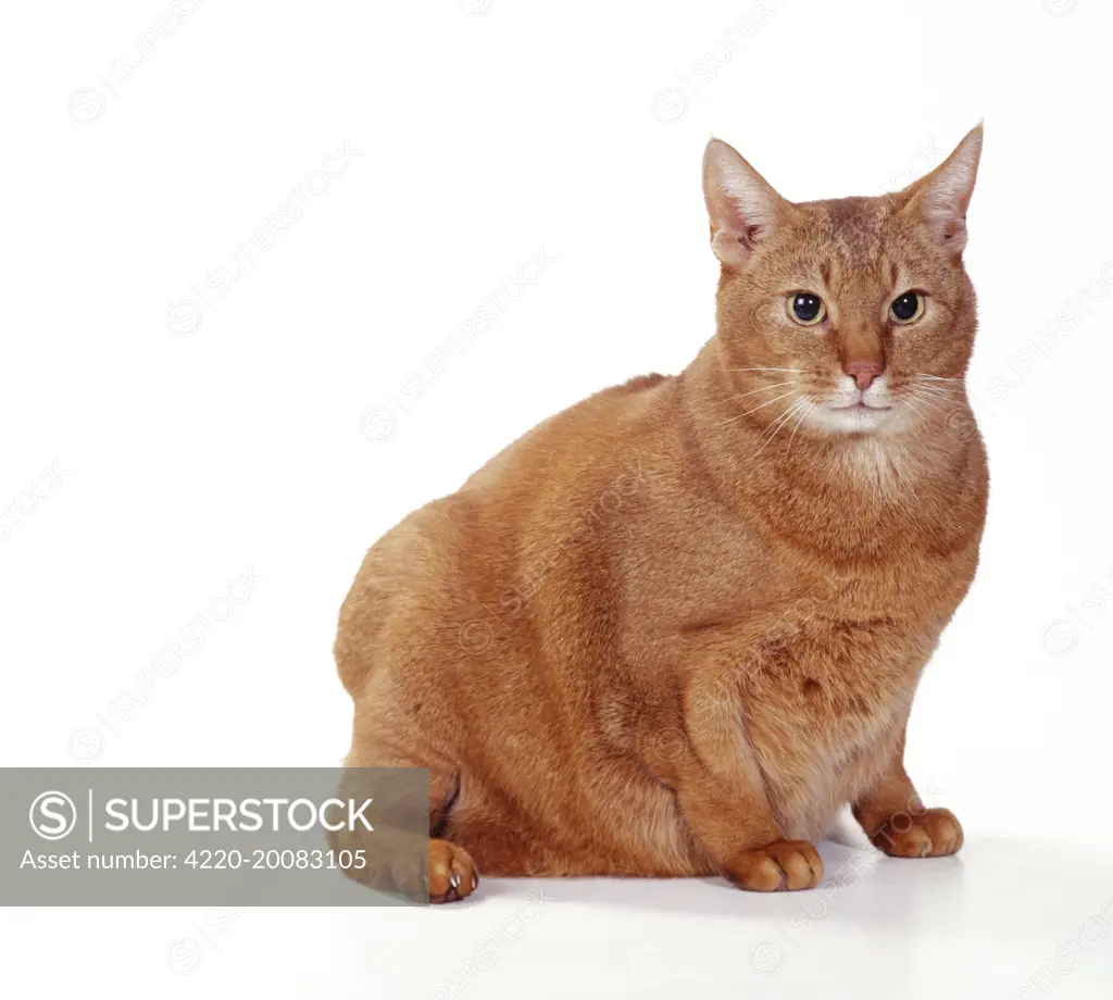 CAT - Abyssinian, fat cat 