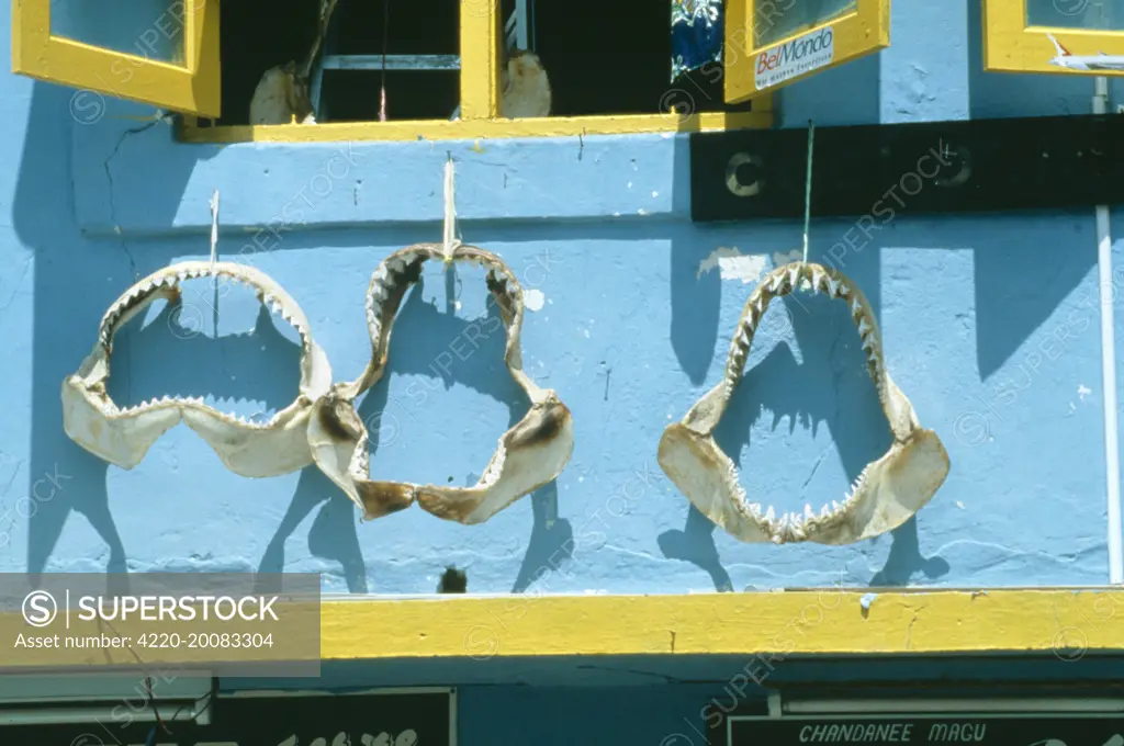 EXPLOITATION - Shark Jaws, for sale. Maldives.