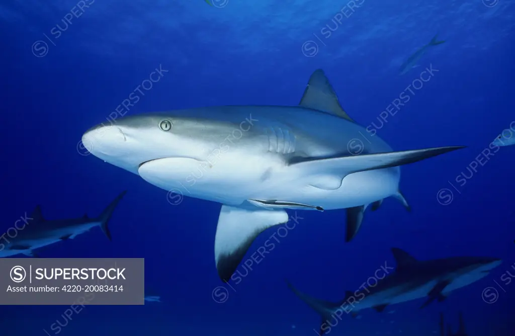 Grey Reef sharks - Underwater. Carribean Sea    .