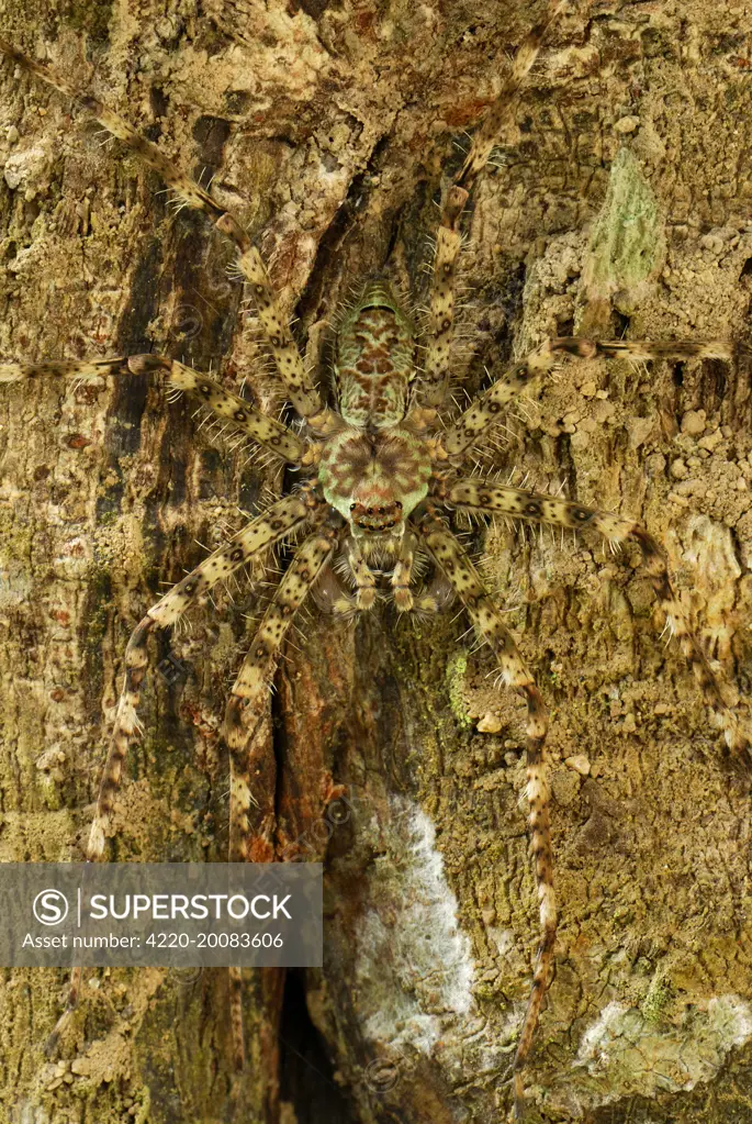 Lichen Spider - camouflaged on bark (Sparassidae). Erawan Nationalpark, Thailand.