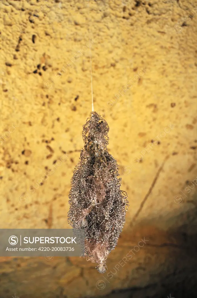 A nest of spider babies. Ankarana cave - Ankarana National Park - Northern Madagascar.