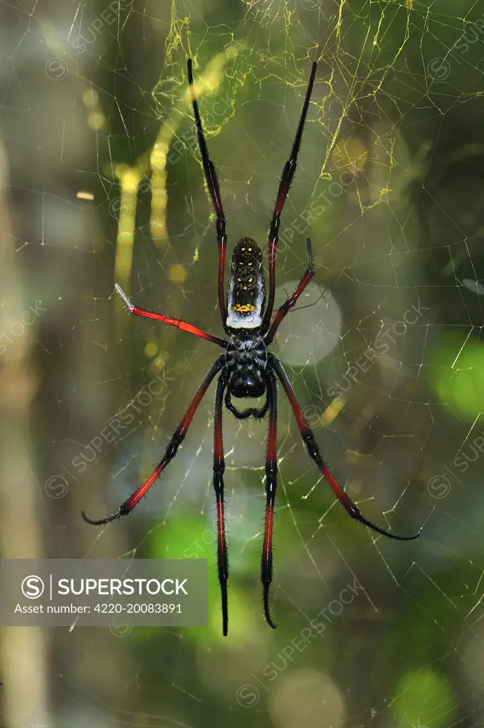 African Golden Orb-web Spider  (Nephila madagascariensis). Andasibe-Mantadia National Park - Madagascar.
