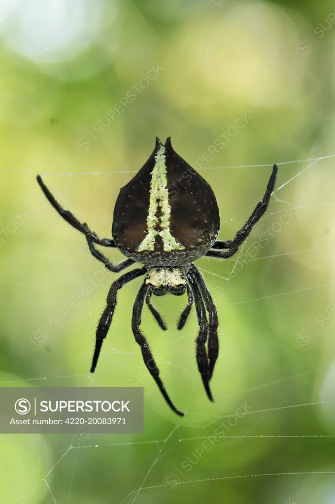 Orb Web Spider  (Araneidae). Andasibe-Mantadia National Park - Eastern-central Madagascar.