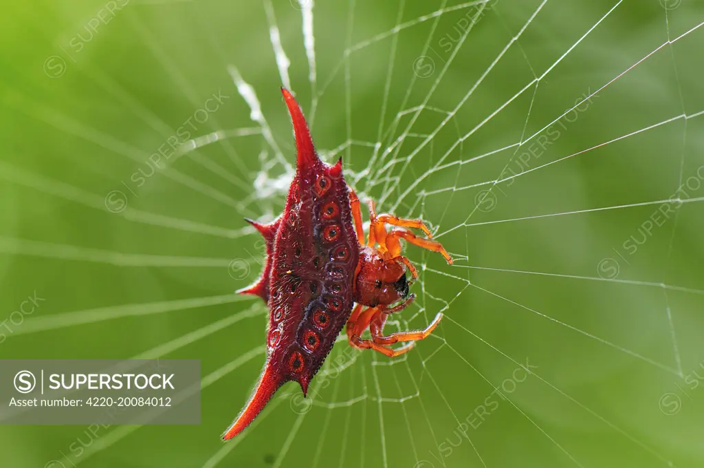 Orb Web Spider / Thorn Spider. Andasibe-Mantadia National Park - Eastern-central Madagascar. subfamily Gasteracanthinae.