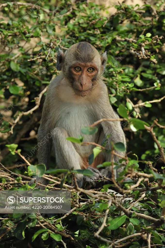 Long-tailed Macaque (Macaca fascicularis). Khao Sam Roi Yot National Park - Thailand.