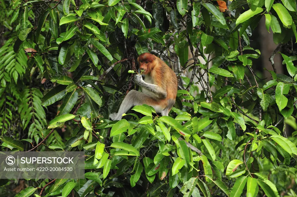 Proboscis Monkey - female eating fruits (Nasalis larvatus). Tanjung Puting National Park - Kalimantan - Borneo - Indonesia.