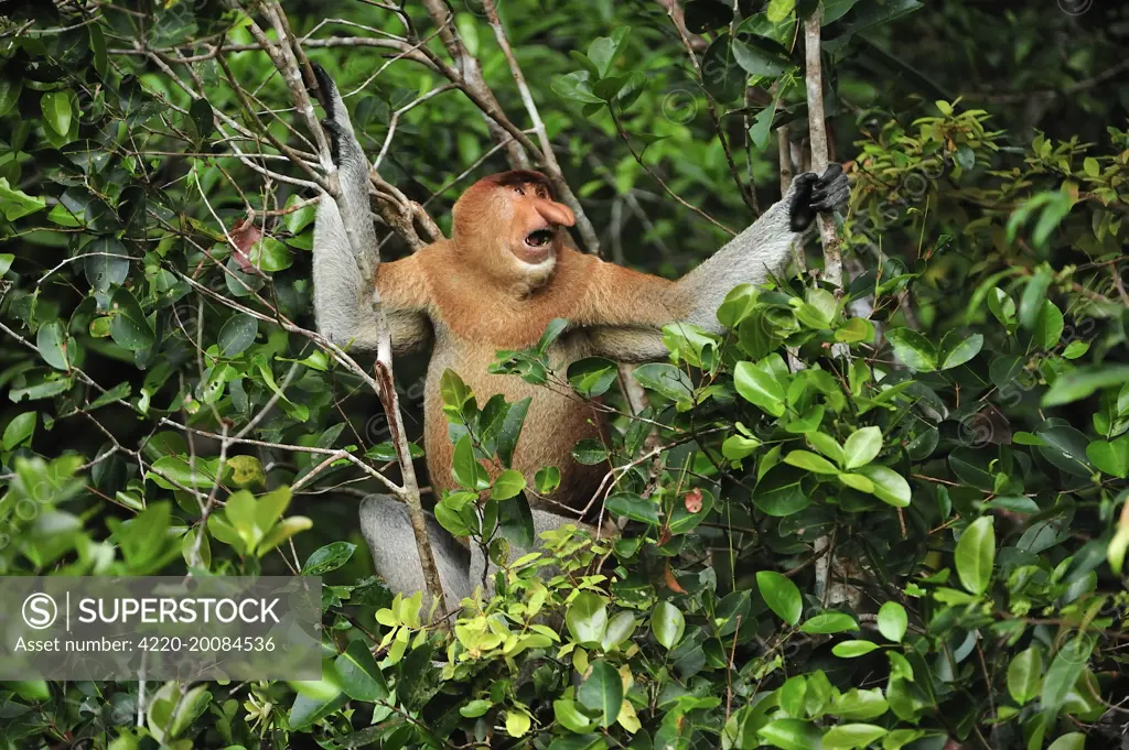 Proboscis Monkey - male (Nasalis larvatus). Tanjung Puting National Park - Kalimantan - Borneo - Indonesia.