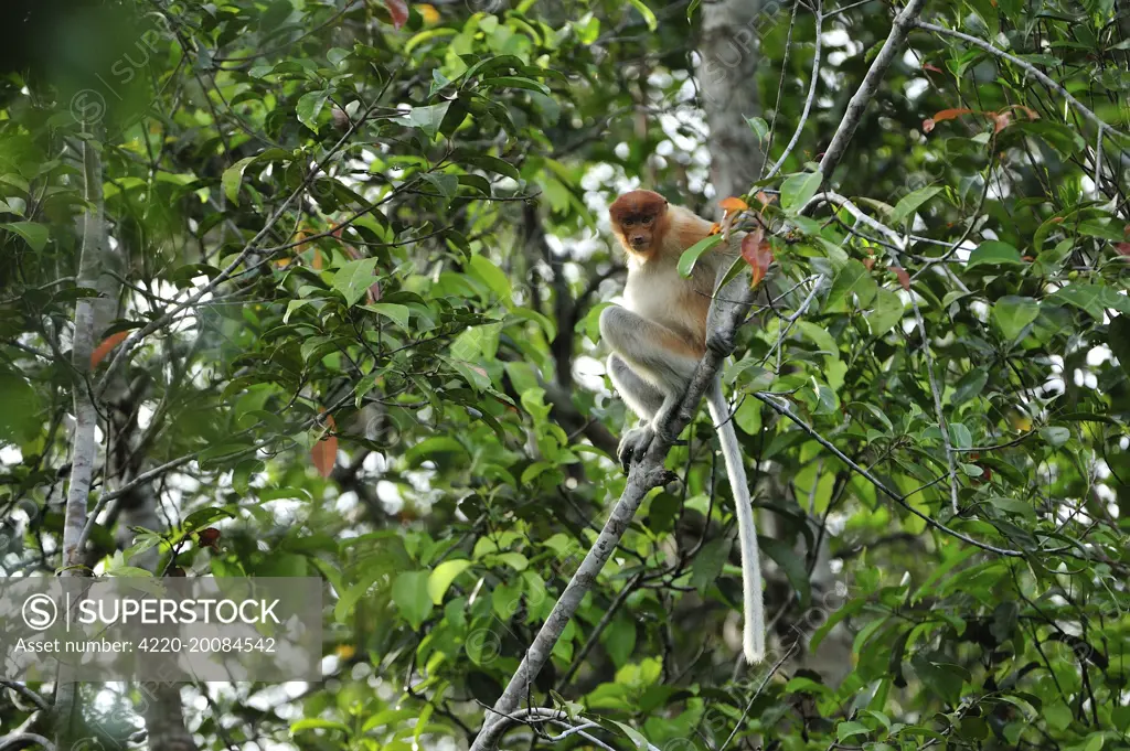 Proboscis Monkey - female  (Nasalis larvatus). Tanjung Puting National Park - Kalimantan - Borneo - Indonesia.