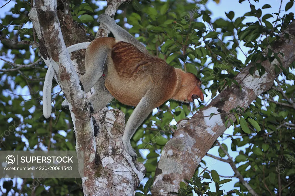 Proboscis Monkey - male calling  (Nasalis larvatus). Tanjung Puting National Park - Kalimantan - Borneo - Indonesia.