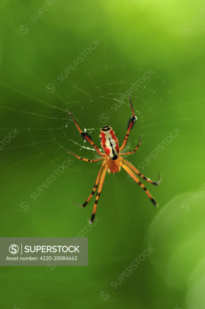 Orb web spider (Arachnida). Tangkoko Nature Reserve - North Sulawesi - Indonesia.