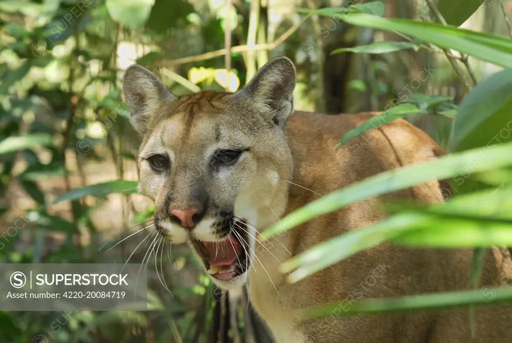 Cougar / Mountain Lion / Puma (Puma concolor). Belize. Latin formerly Felis concolor.