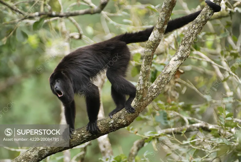 Guatemalan Howler Monkey, calling (Alouatta pigra). Belize.