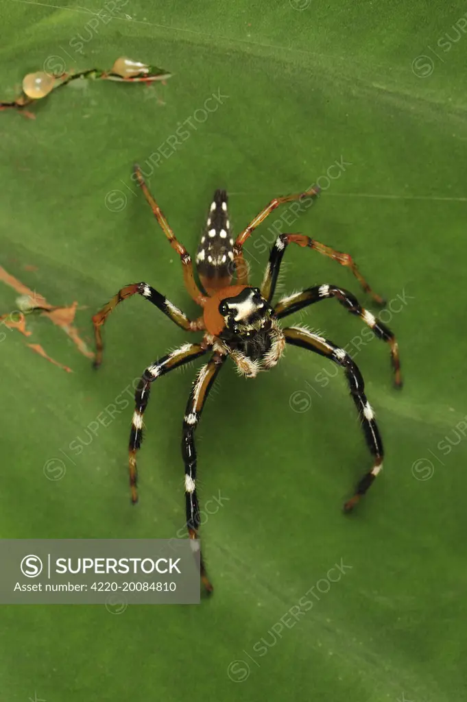 Jumping spider  (Salticidae). Gunung Leuser National Park - Northern Sumatra - Indonesia.