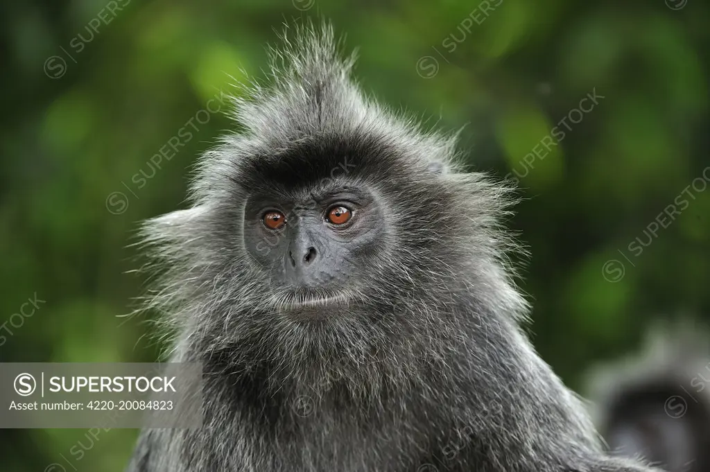 Silvery Lutung / Silvered Leaf Monkey / Silvery Langur - portrait (Trachypithecus cristatus). Kuala Selangor Nature Park - West Malaysia.