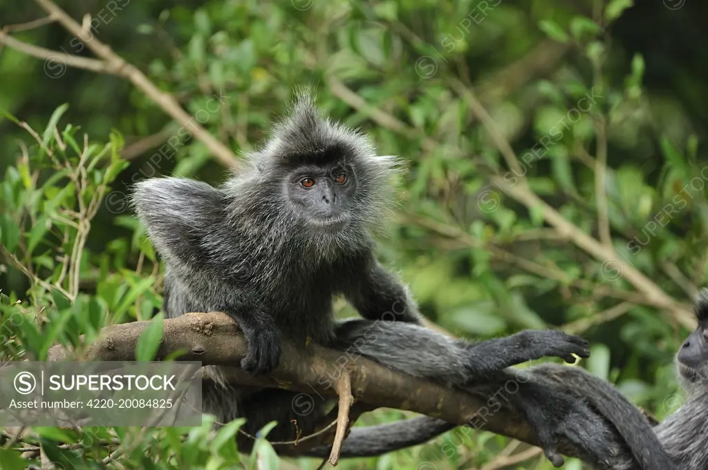 Silvery Lutung / Silvered Leaf Monkey / Silvery Langur  (Trachypithecus cristatus). Kuala Selangor Nature Park - West Malaysia.