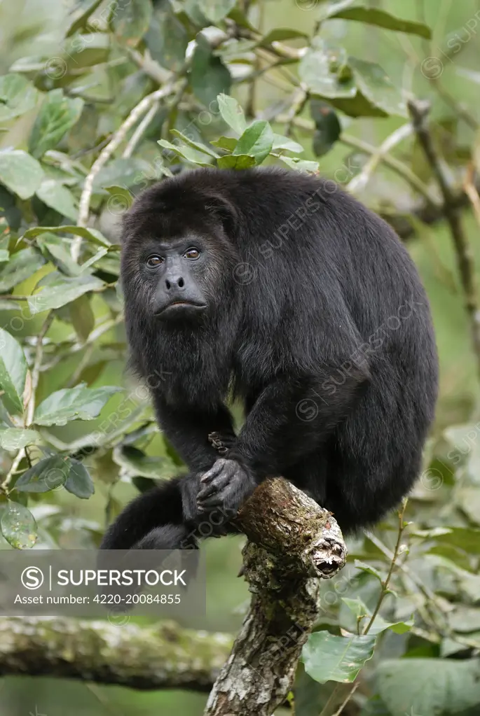 Guatemalan Howler Monkey (Alouatta pigra). Belize.
