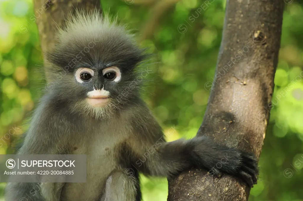 Dusky Leaf Monkey / Spectacled Langur / Spectacled Leaf Monkey (Trachypithecus obscurus). Khao Sam Roi Yot National Park - Thailand.