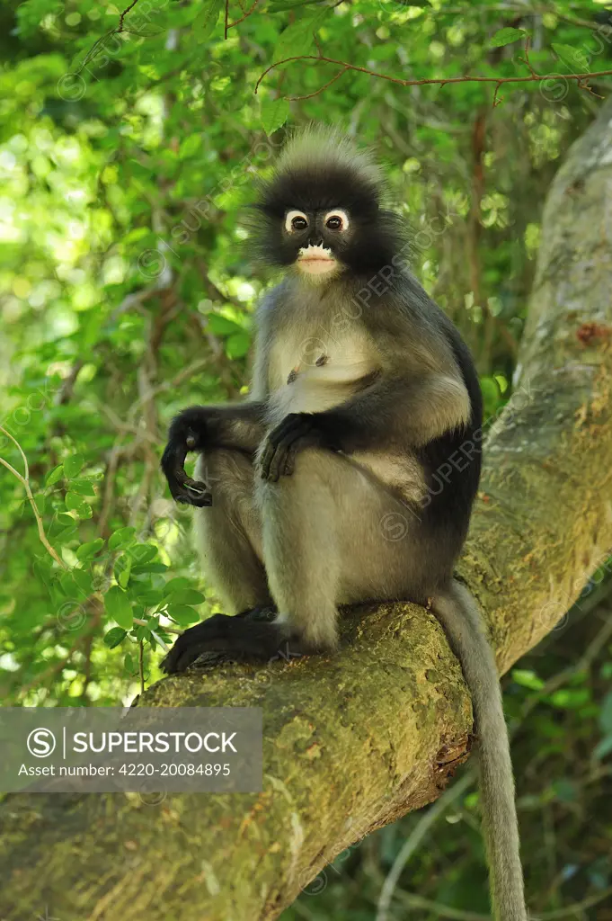 Dusky Leaf Monkey / Spectacled Langur / Spectacled Leaf Monkey  (Trachypithecus obscurus). Khao Sam Roi Yot National Park - Thailand.