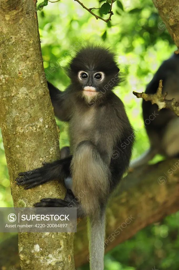 Dusky Leaf Monkey / Spectacled Langur / Spectacled Leaf Monkey (Trachypithecus obscurus). Khao Sam Roi Yot National Park - Thailand.