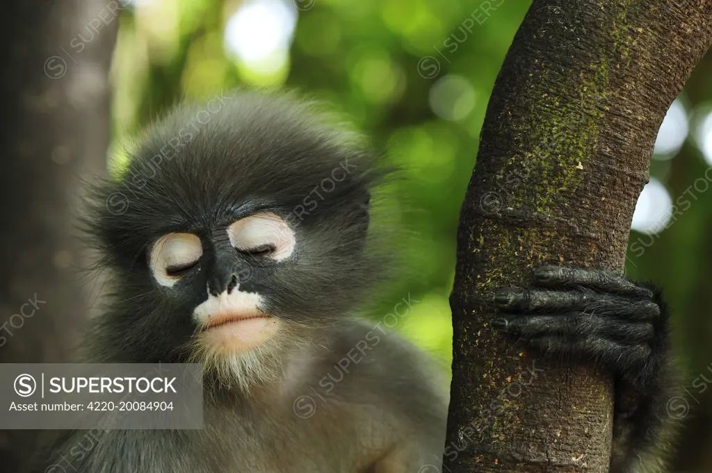 Dusky Leaf Monkey / Spectacled Langur / Spectacled Leaf Monkey - sleeping (Trachypithecus obscurus). Khao Sam Roi Yot National Park - Thailand.