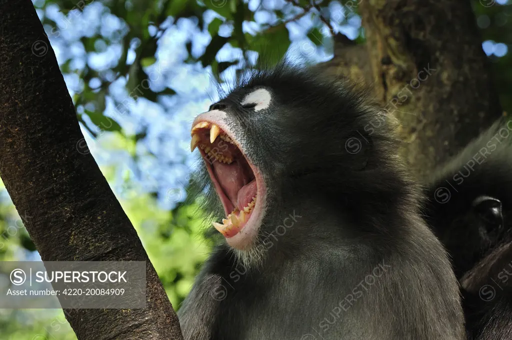 Dusky Leaf Monkey / Spectacled Langur / Spectacled Leaf Monkey - yawning showing teeth (Trachypithecus obscurus). Khao Sam Roi Yot National Park - Thailand.