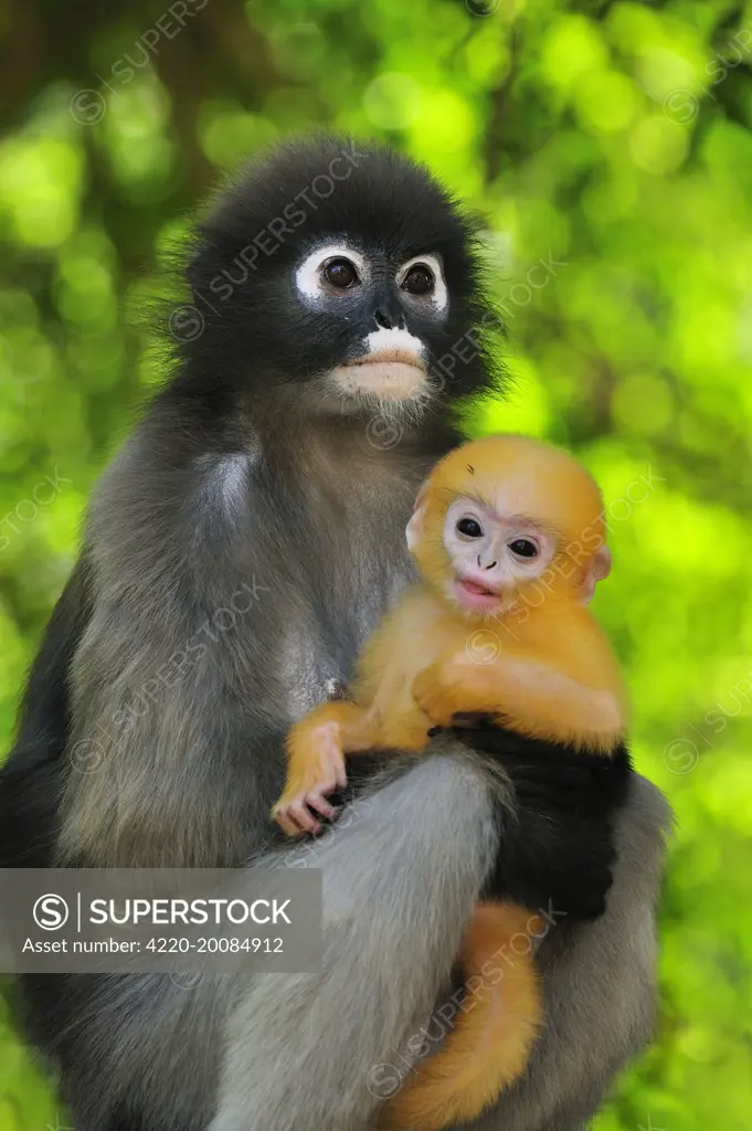 Dusky Leaf Monkey / Spectacled Langur / Spectacled Leaf Monkey - mother with baby (Trachypithecus obscurus). Khao Sam Roi Yot National Park - Thailand.