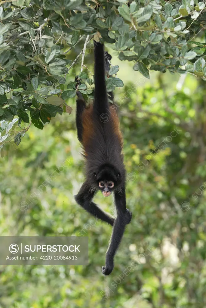 Black-handed Spider Monkey (Ateles geoffroyi). Belize.