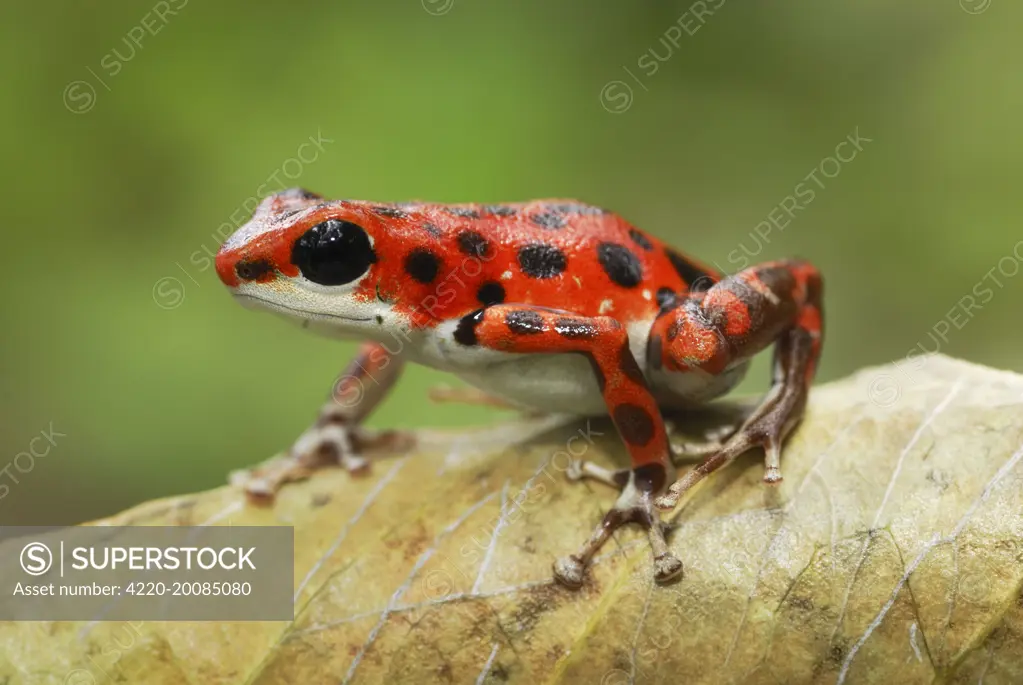 Strawberry Poison Arrow / Dart Frog (Dendrobates pumilio). Bastimentos National Park, Bocas del Toro, Panama.