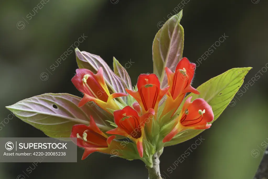 Cloudforest flower  (Gesneriaceae). Cierro La Muerte, Costa Rica.