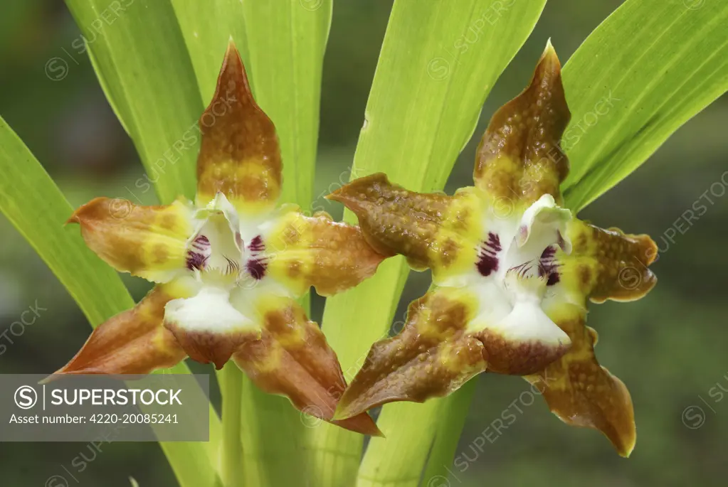 Orchid  (Maxillaria sp.). Costa Rica.
