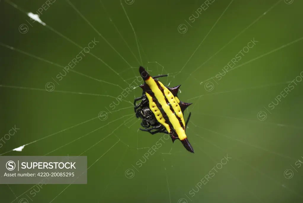 Orb-web Spider  (Gasteracantha fornicata). Erawan National park, Thailand.