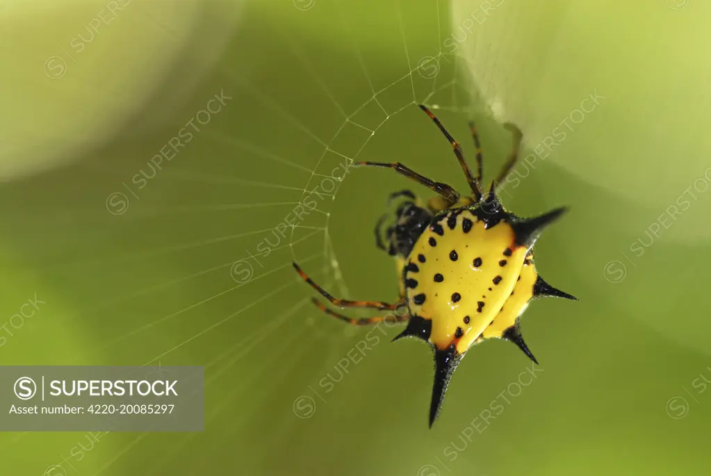 Orb-web Spider  (Gasteracantha hasselti). Erawan National park, Thailand.